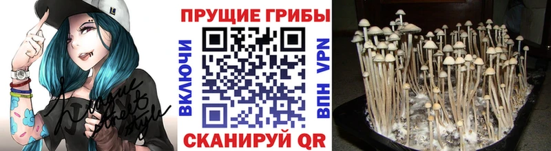 что такое Инза Псилоцибиновые грибы Psilocybine cubensis